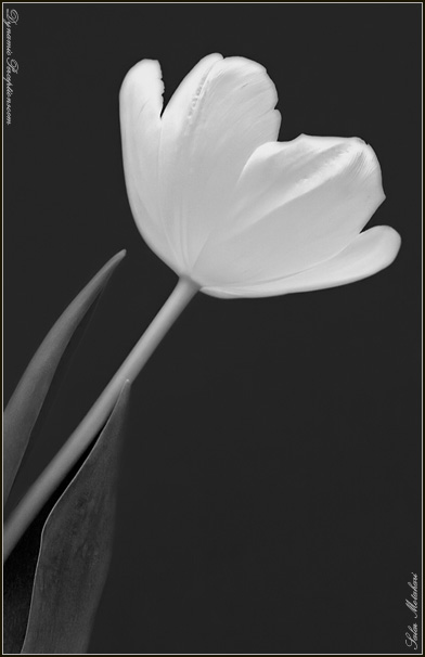 DP Blog